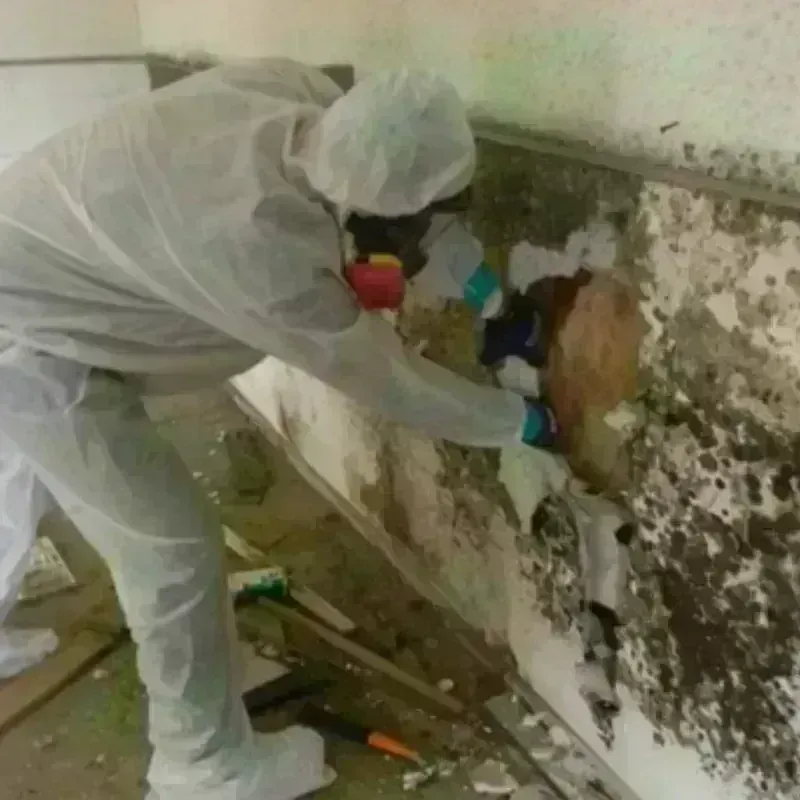 Mold Remediation and Removal in Stearns, KY